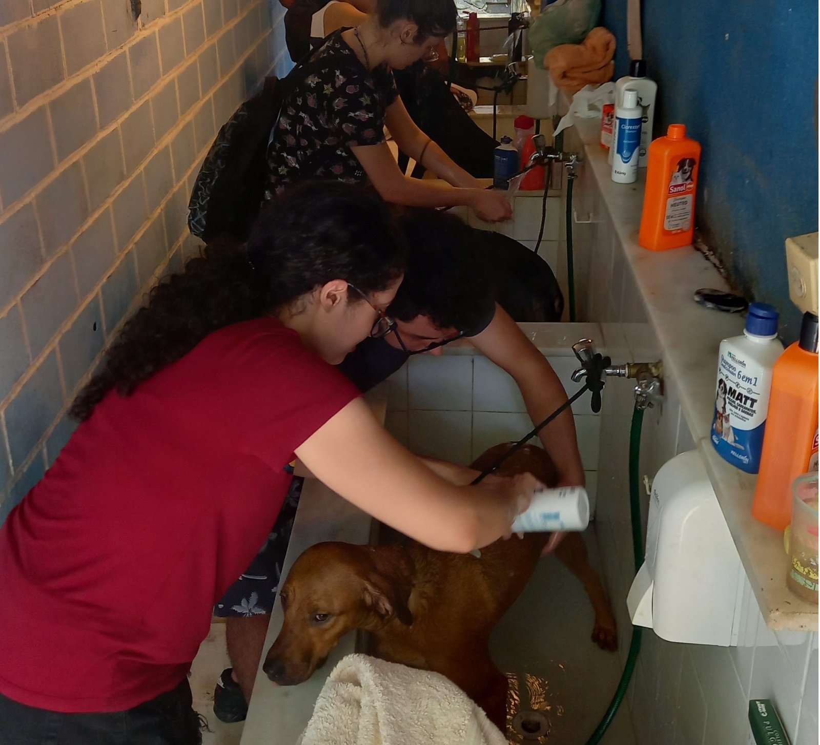 Voluntários promovem ‘Banhão’ de cachorros em abrigo municipal