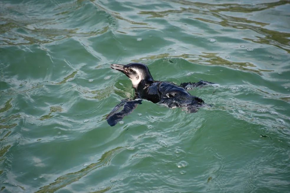 Pinguim morre após comer baiacu na praia do Arpoador, zona sul do Rio, comovendo banhistas e internautas