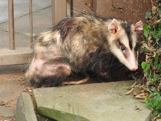 Moradores do RJ convivem com animais silvestres em áreas urbanas